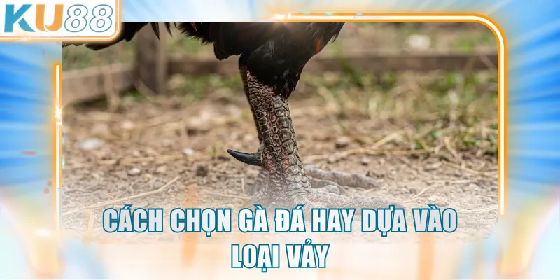 Cách chọn gà đá hay dựa vào loại vảy