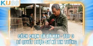 Cách Chọn Gà Đá Hay