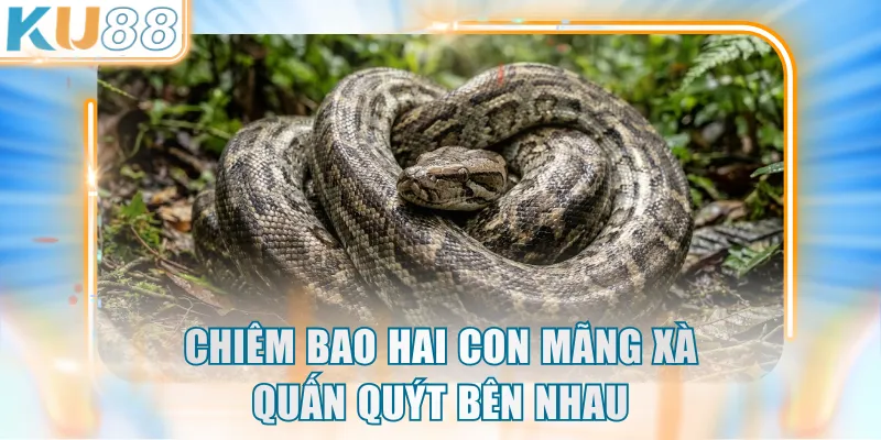 Chiêm bao hai con mãng xà quấn quýt bên nhau