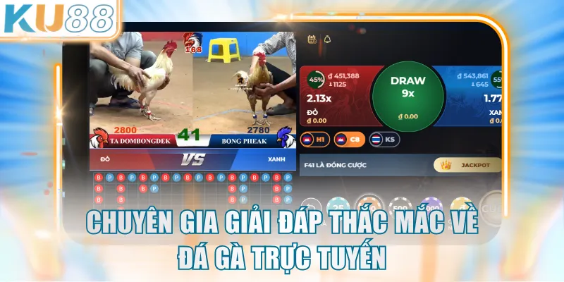 Chuyên gia giải đáp thắc mắc về đá gà trực tuyến