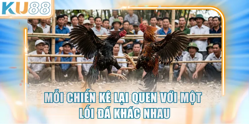 Mỗi chiến kê lại quen với một lối đá khác nhau
