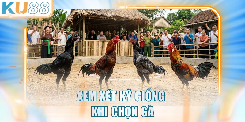 Xem xét kỹ giống khi chọn gà